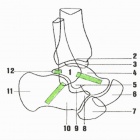 img Anatomie de la cheville