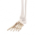 img Avant-pied