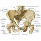 img Articulation de la hanche