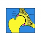 img Articulation de la hanche